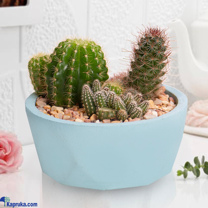 Painted Pot Cactus Garden